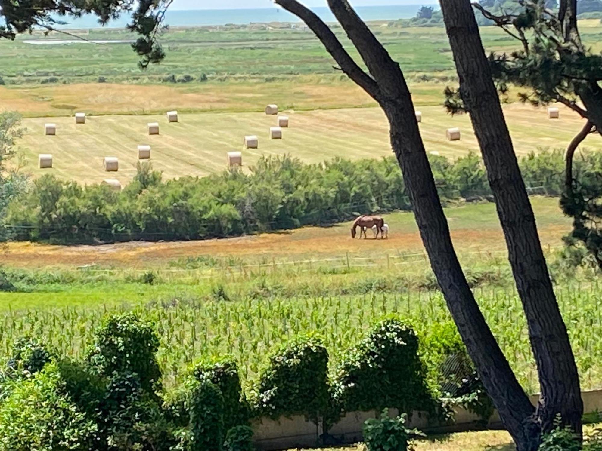 Villa Vieilles Vignes Vue Mer ビリエ エクステリア 写真